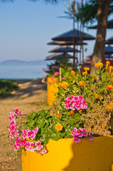 Flowers and trees on a path to the beach at morning sunshine, Sithonia, Greece