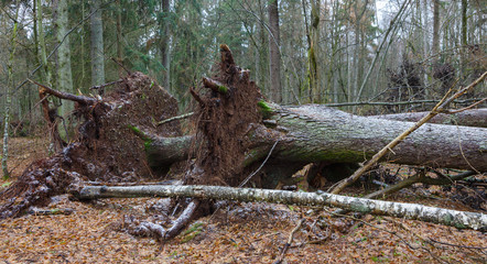 Two wind broken old Norwegian Spruce tree lying