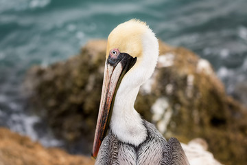 A Pelican Profile