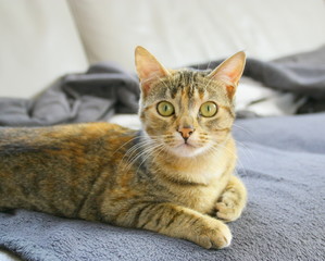adorable jeune chat européen,portrait,beau regard,sur canapé
