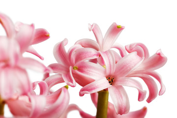 Closeup pink Hyacinth flower isolated on white