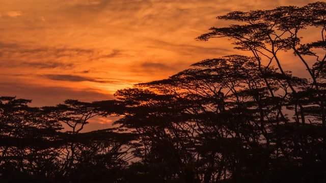 Time Lapse - Orange Color Sunrise over Tree Silhouette