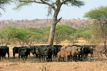 Fototapeta na wymiar Wasserbüffel Herde