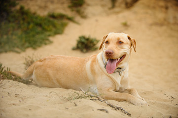 Yellow Labrador Retrieving lying down in sand