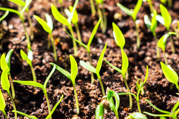 The green shoots of the seedlings emerge from the soil. Selective focus 3