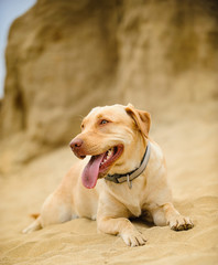 Portrait of Yellow Labrador Retriever lying in sand with bluffs
