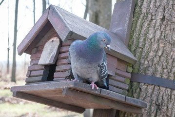 pigeon