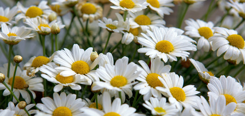 Fototapeta premium Macro of beautiful white daisies flowers.