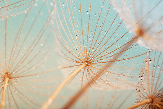 Fototapeta Błękitny abstrakcjonistyczny dandelion kwiatu tło, krańcowy zbliżenie z miękką ostrością, piękni natura szczegóły