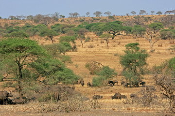Fototapeta na wymiar Landschaft mit Wasserbüffeln in Tansania