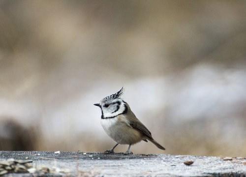 European crested tit