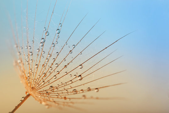 Fototapeta dandelion flower with water drops
