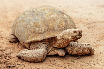 Land tortoise