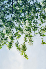 Fototapeta premium Spring flowers for background. Blossoming apple-tree branches in a sunlight in toning