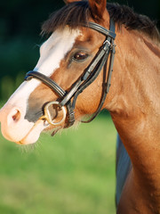 Fototapeta premium portret pięknej klaczy kucyk walijski. ścieśniać