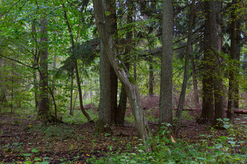 Rich deciduous stand with broken tree