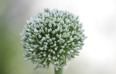 Onion