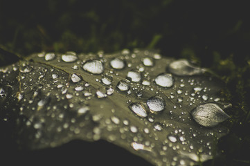 Water on leaf