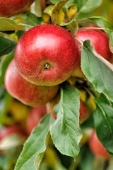 Organic apples hanging from a tree branch in an apple orchard