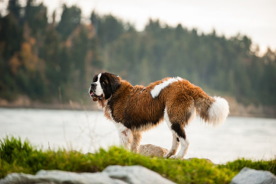 Saint Bernard dog standing on shore of a mountain lake