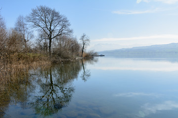 Fototapeta na wymiar Baum am See mit Spiegelung im Wasser