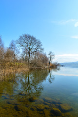 Baum am See mit Spiegelung im Wasser