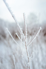 snow-covered branch in the setting sun