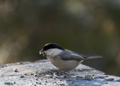 Marsh tit