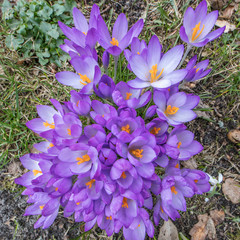 krokusse