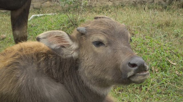 Calf of Asian buffalo lies on grass