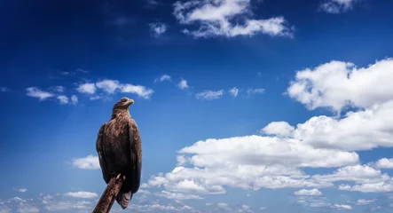 Foto op Plexiglas The eagle on the blue sky © FotoBob