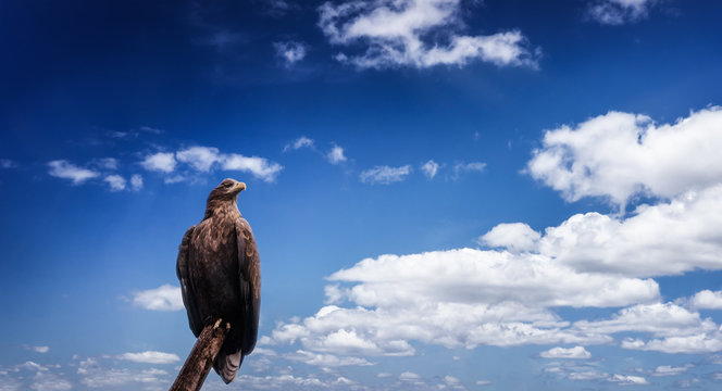 The eagle on the blue sky