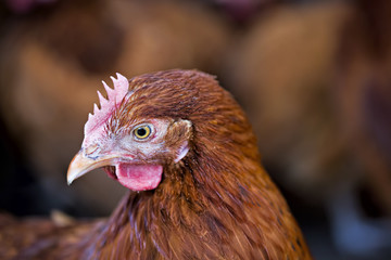 Hen