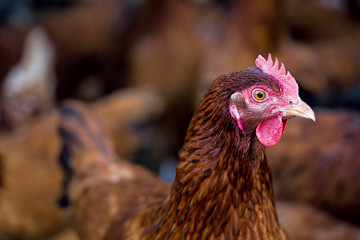Hen