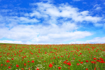 Wild poppy flowers on blue sky background.