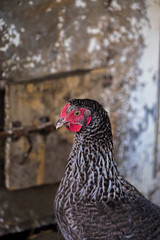 Hen