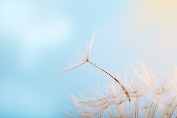 Dandelion on a background a bright blue sky