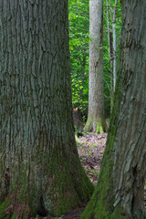 Oak and Hornbeam tree grows side by side