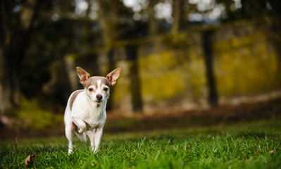 Chihuahua dog standing on grass holding one paw up