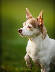 Chihuahua dog standing in grass with one paw up