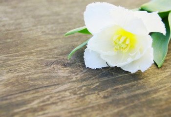 tulipe blanche isolé sur fond bois