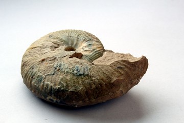 Ammonite Fossil
