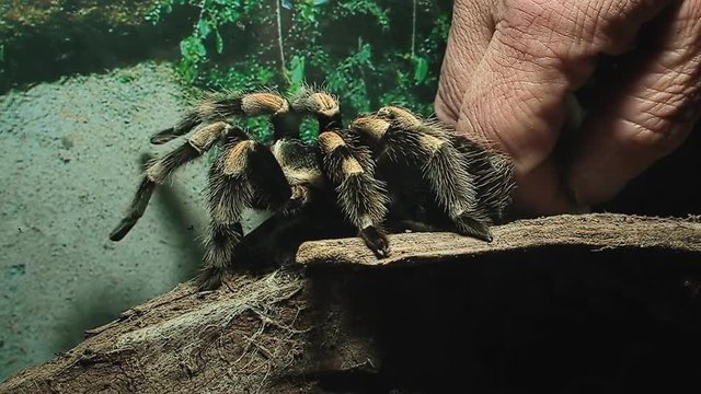 A tarantula (hairy arachnid belonging to the Theraphosidae family of spiders) in a box, moved by a human finger. Close-up shot.
