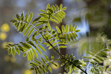 spring leaves