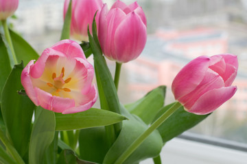 tulips and easter eggs