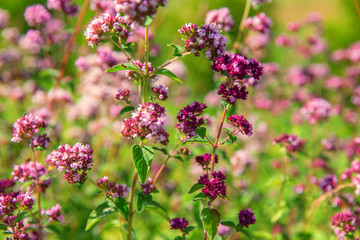 Purple flowers of origanum vulgare or common oregano, wild marjoram. Sunny day