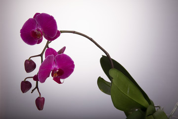 Naklejka na ściany i meble Blooming purple Phalaenopsis orchid with buds on a white background