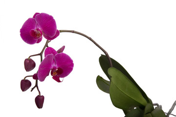Blooming purple Phalaenopsis orchid with buds isolated on white background