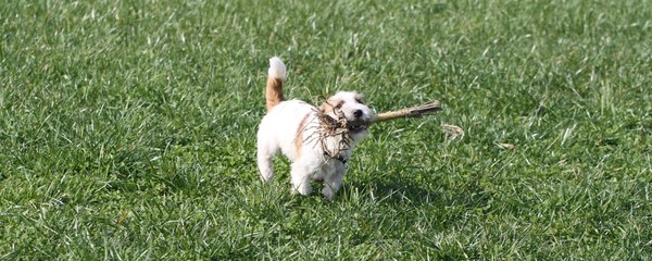 Jack Russell Terrier beim Apportieren