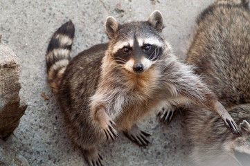 Naklejka na ściany i meble Raccoon in Moscow Zoo